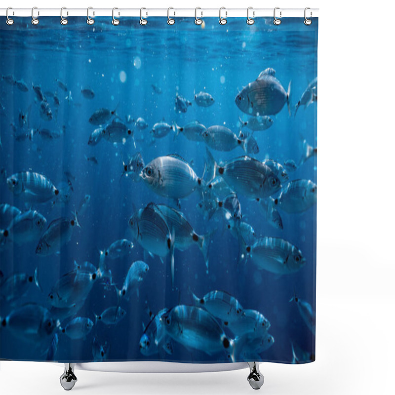 Personality  Ringel Bream Under Water, Under Water Photography Of Ocean Fish In Croatia, Fish Swarm Close Up Photo, Amazing Blue Ocean With Little Fish In It, Shower Curtains