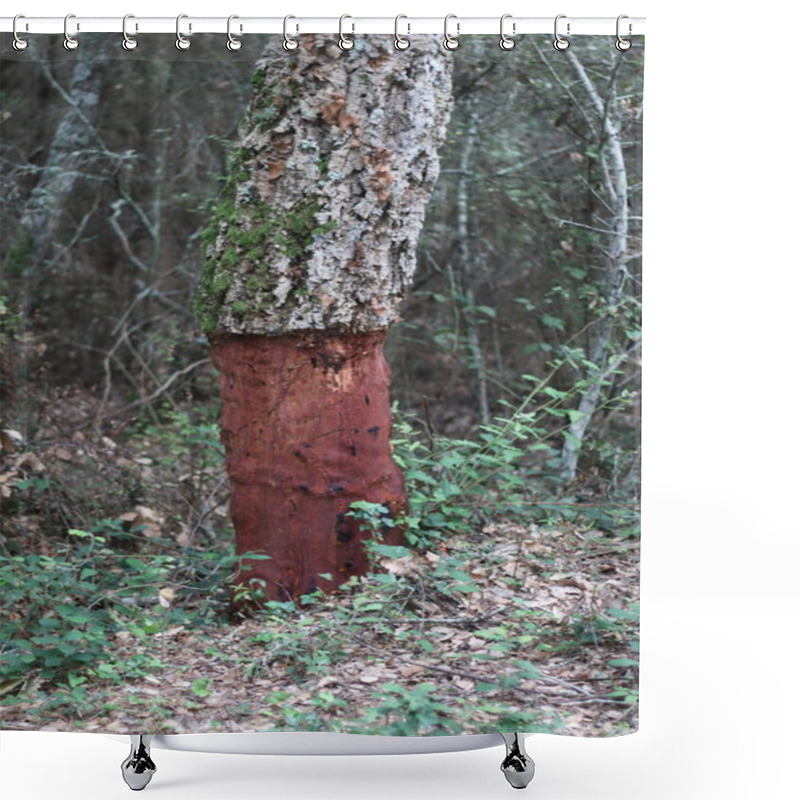 Personality  A Cork Oak Tree That Has Been Recently Harvested For Its Bark Stands In A Natural Setting, Revealing Its Distinct Reddish-brown Exposed Trunk. Shower Curtains