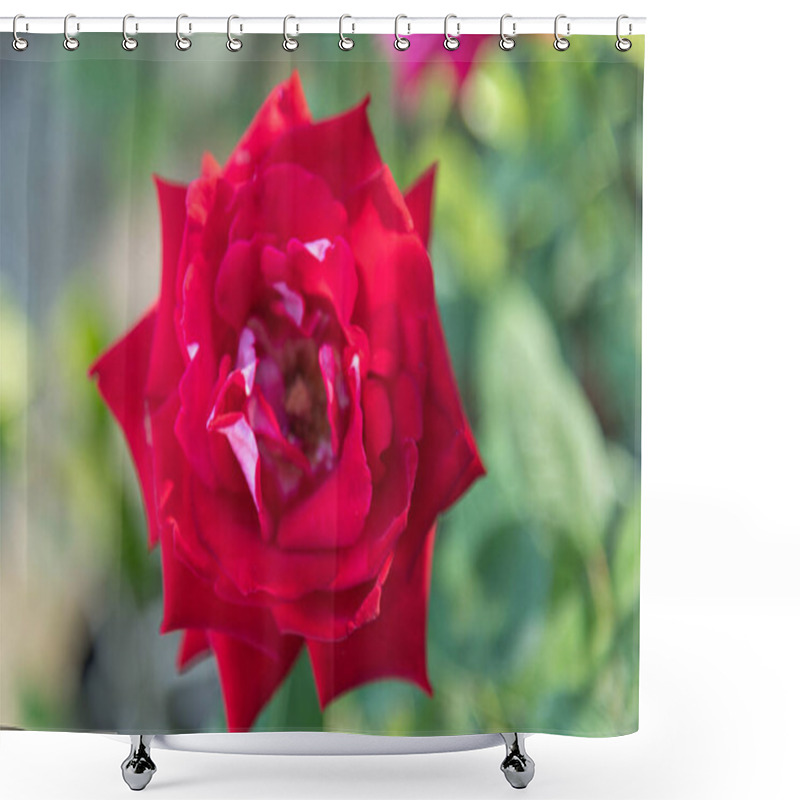 Personality  Rose Flowers X Grandiflora Hort Shower Curtains