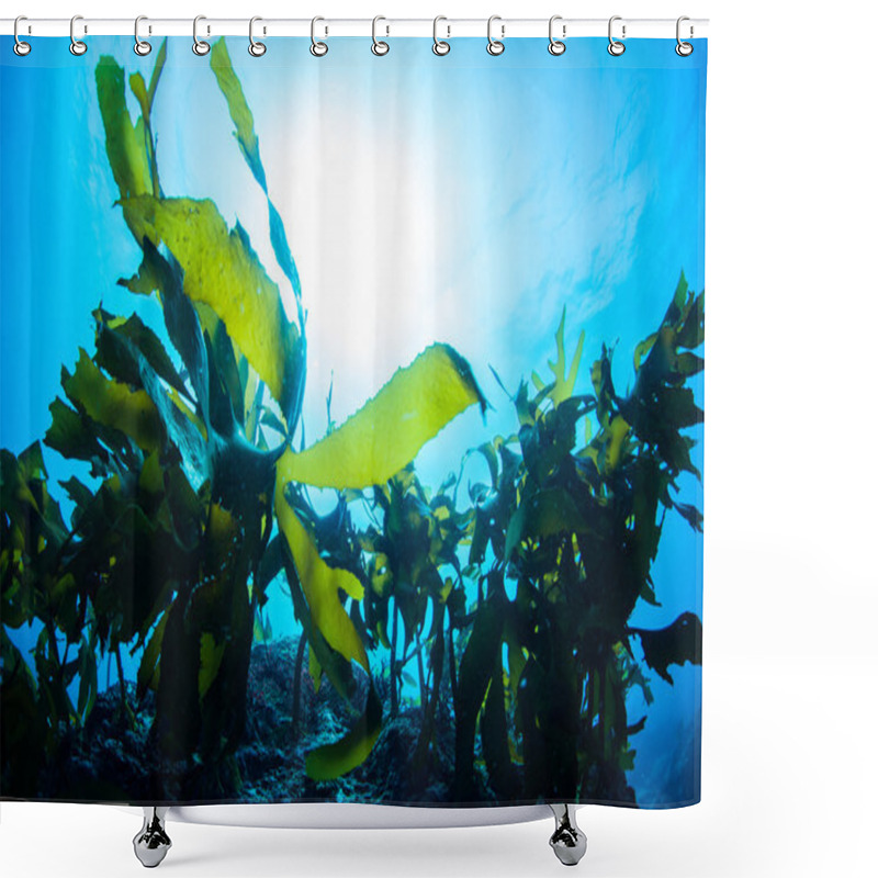 Personality  Forest Of Seaweed Shower Curtains