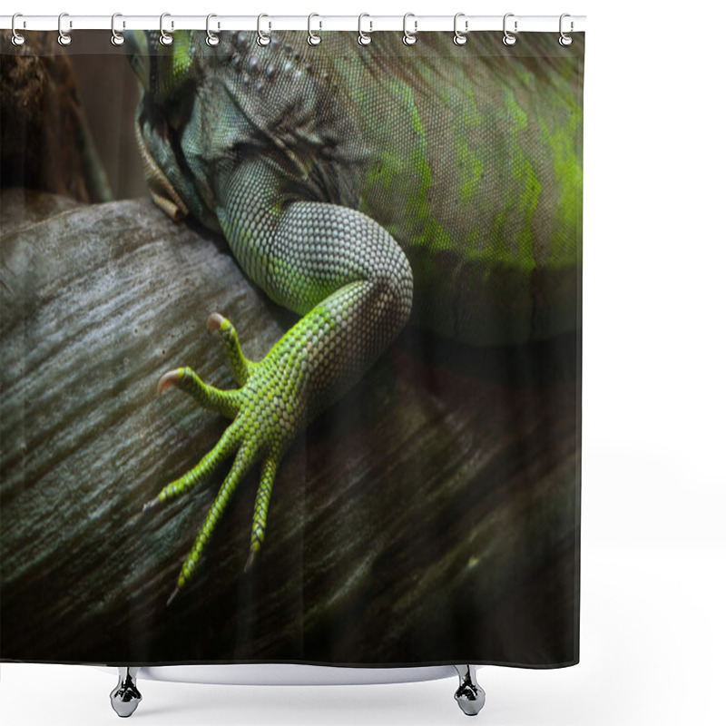 Personality  Green Iguana (Iguana Iguana). Shower Curtains