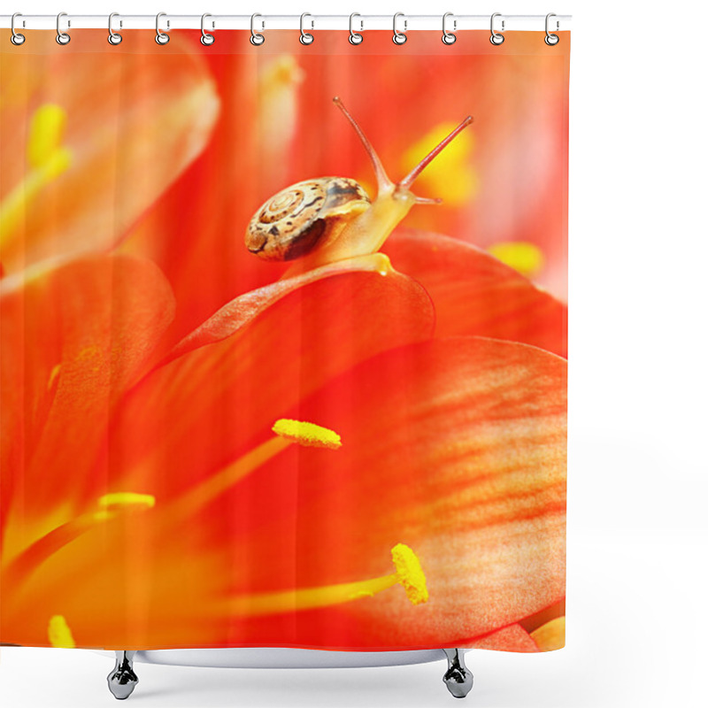 Personality  Macro On Snail Shower Curtains