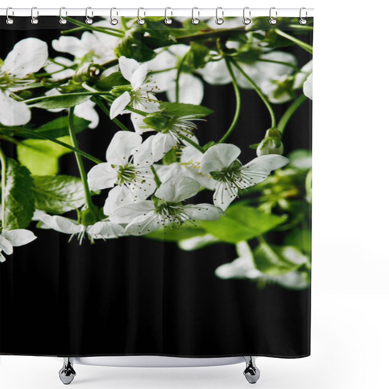 Personality  Close-up Shot Of Aromatic Cherry Blossom Isolated On Black Shower Curtains