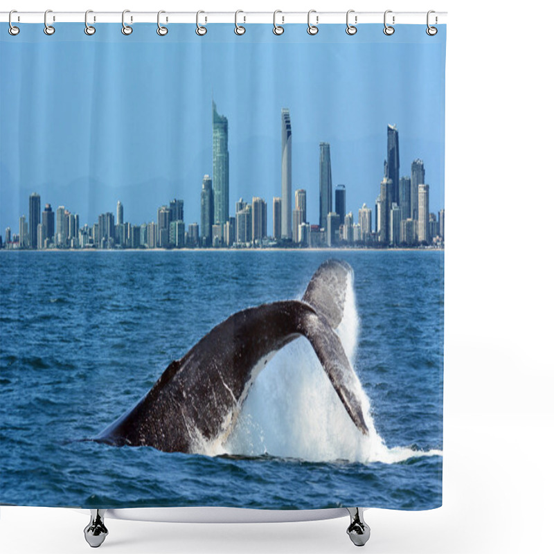 Personality  Whale Watching In Gold Coast Australia Shower Curtains