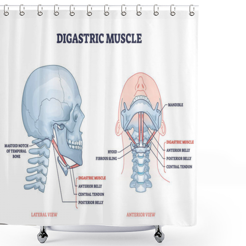 Personality  Digastric Muscle With Human Facial Neck And Chin Structure Outline Diagram Shower Curtains