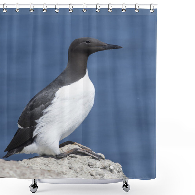 Personality  Common Murre Is Sitting On A Rock On A Sunny Day Shower Curtains