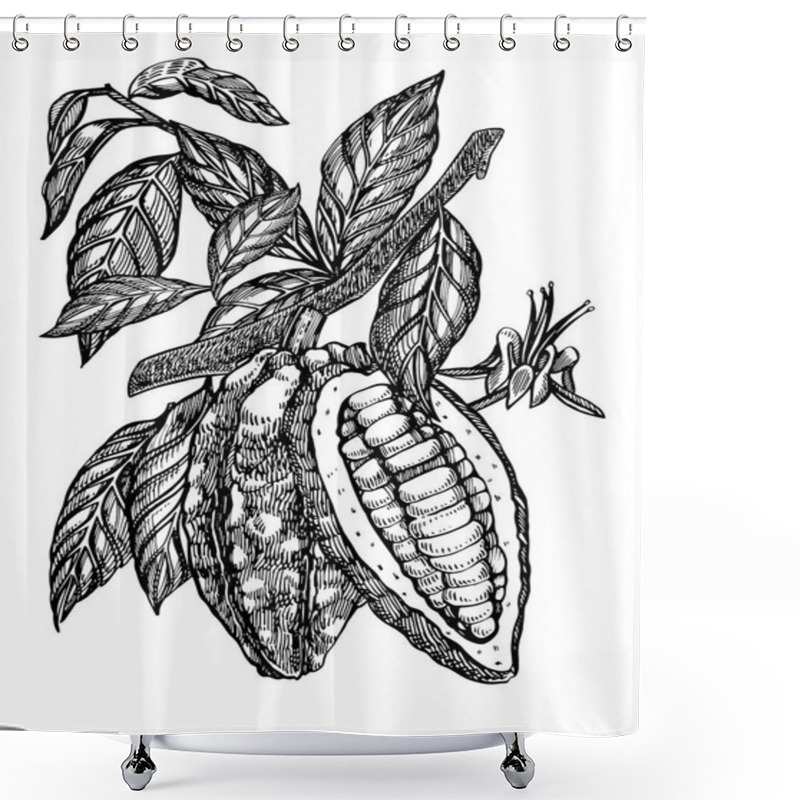 Personality  Chocolate Cocoa Beans Vector Illustration. Engraved Style Illustration. Sketched Hand Drawn Cacao Beans, Tree, Leafs And Branches. Shower Curtains