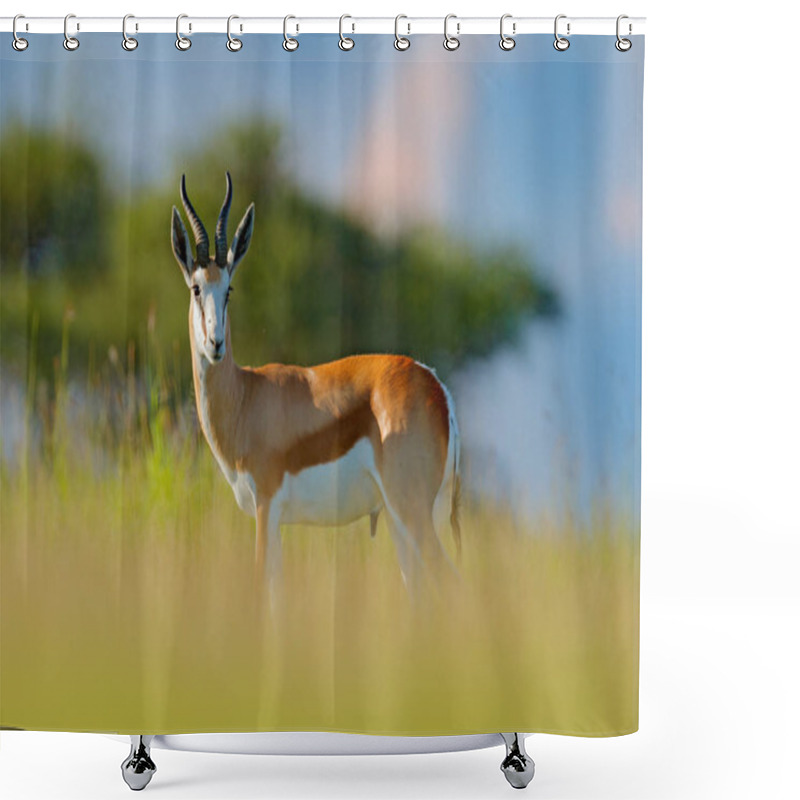 Personality  Springbok, Antidorcas Marsupialis, Animal Walking In The Water Grass During Hot Day. Forest Mammal In The Habitat, Okavango, Botswana. Wildlife Scene With Deer From African. Nature.  Shower Curtains