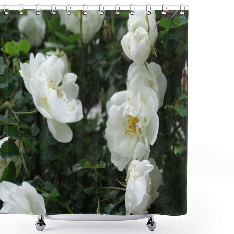 Personality  Delicate White Rosehip Flowers On A Blurred Green Foliage Background. High Quality Photo Shower Curtains