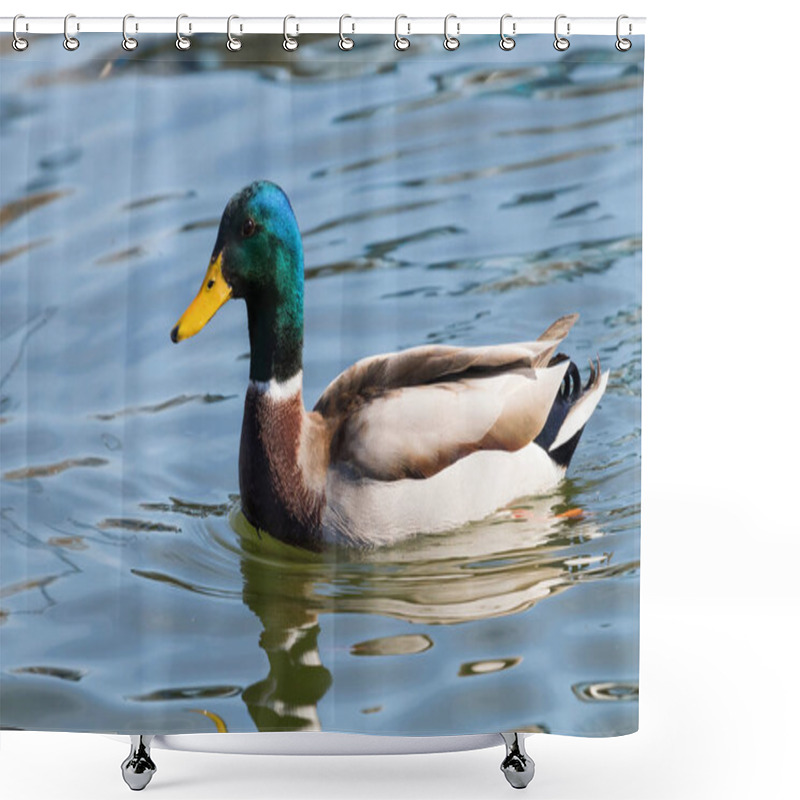 Personality  Wild Duck Mallard Anas Platyrhynchos. Male Duck. Shower Curtains