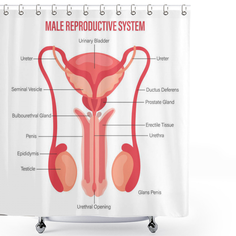 Personality  Male Reproductive System Icon With Description Isolated On White Background. Anatomy Of The Internal Organs Of Man. Illustration, Vector Shower Curtains