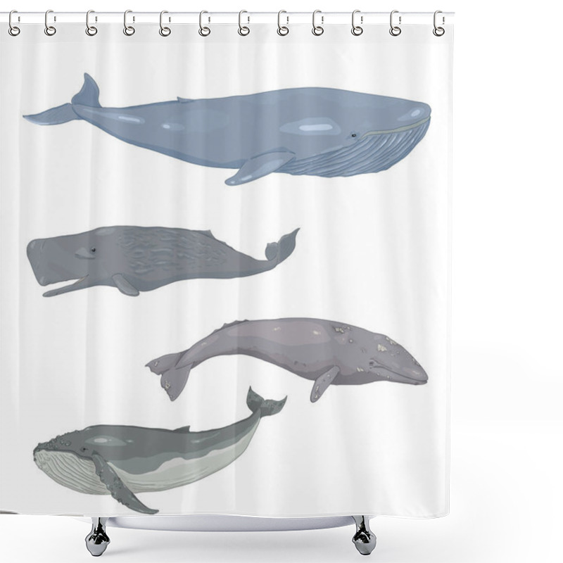 Personality  Vector Set Of Cartoon Whales. Blue Whale, Cachalot, Gray Whale And Humpback Whale Illustrations. Shower Curtains