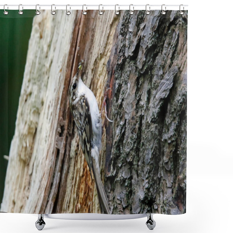 Personality  Treecreeper At Its Nest Feeding  Shower Curtains