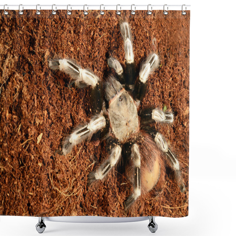 Personality  Goliath Bird Eater Spider Shower Curtains