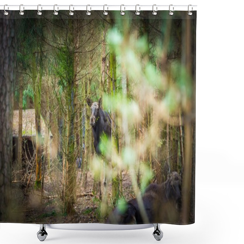 Personality  Moose Portrait Photographed In Forest Shower Curtains