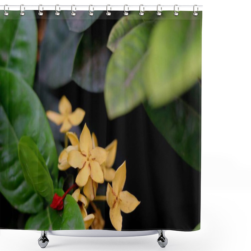 Personality  Ixora Sandal Plant Yellow Star-shaped Ixora Flowers Surrounded By Glossy Dark Green Leaves.Selective Focus Background Blur Shower Curtains