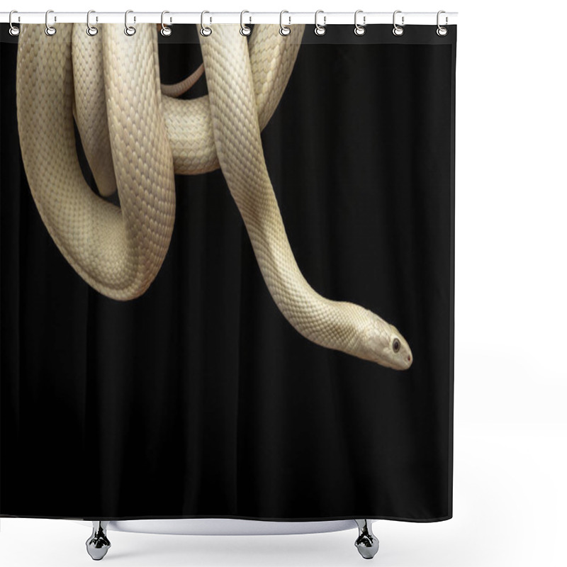 Personality  The Texas Rat Snake (Elaphe Obsoleta Lindheimeri ) Is A Subspecies Of Rat Snake, A Nonvenomous Colubrid Found In The United States, Primarily Within The State Of Texas Shower Curtains