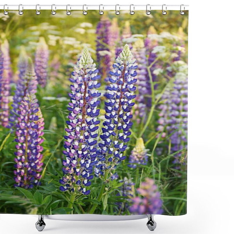 Personality  Lupin Or Wolf Bean (Lupines) In The Wild Natural Beauty Vertical Frame Shower Curtains