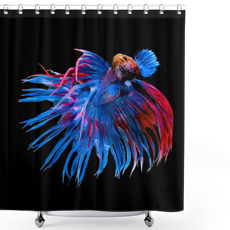 Personality  Beautiful Movement Of Blue And Red Crowntail Betta Fish, Siamese Fighting Fish, Betta Splendens Isolated On Black Background. Shower Curtains