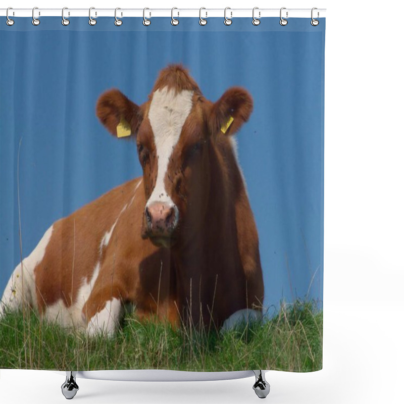 Personality  Cows In Natural Landscape, Selective Focus  Shower Curtains