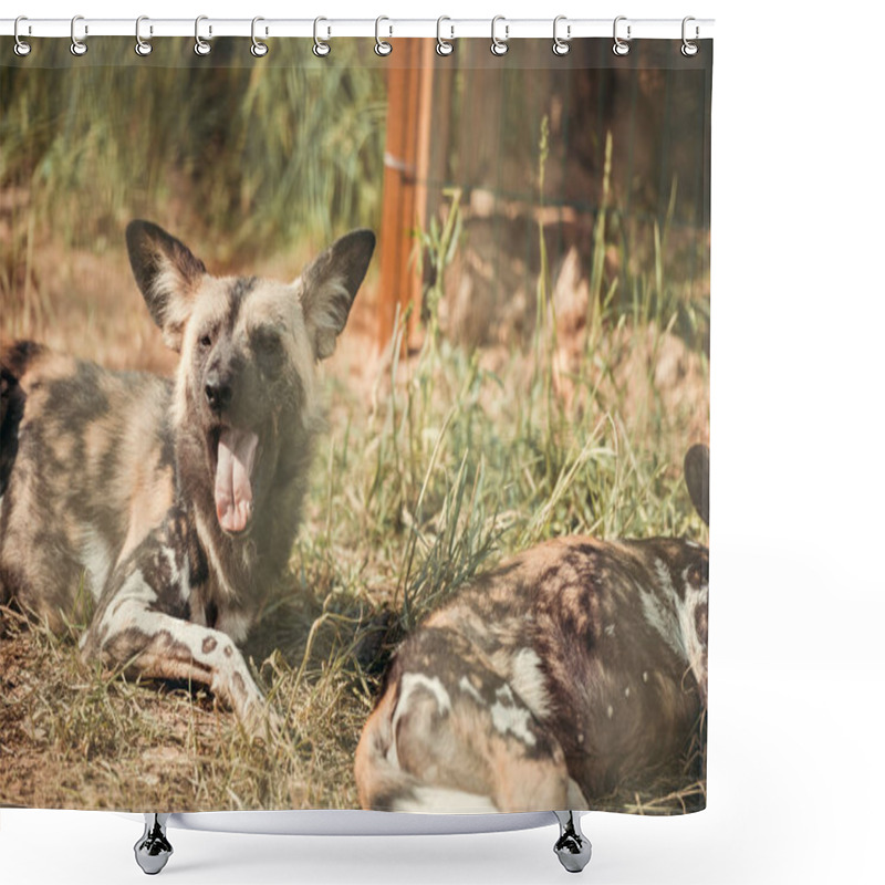 Personality  Close Up View Of Hyaenas Resting On Ground At Zoo Shower Curtains