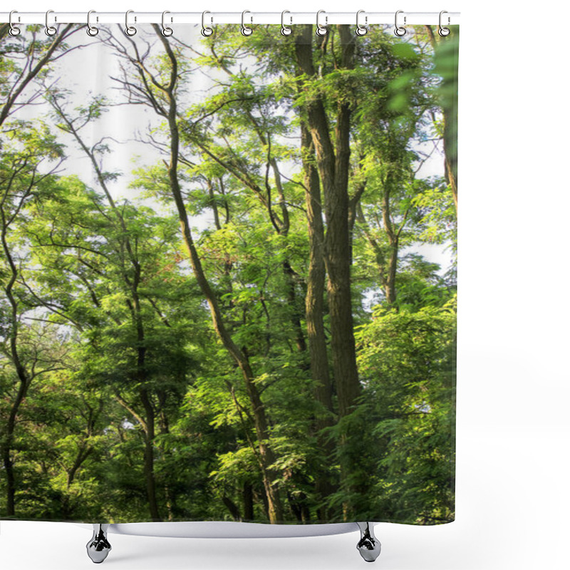 Personality  Tall Trees. A Green, Shady Forest, National Park At Sunny Summer Day. Tall, Branchy Acacia, Robinia Or Locust Trees With Lush, Dense Foliage. Beautiful Natural Landscape. Panoramic Image. Looking Up. Shower Curtains