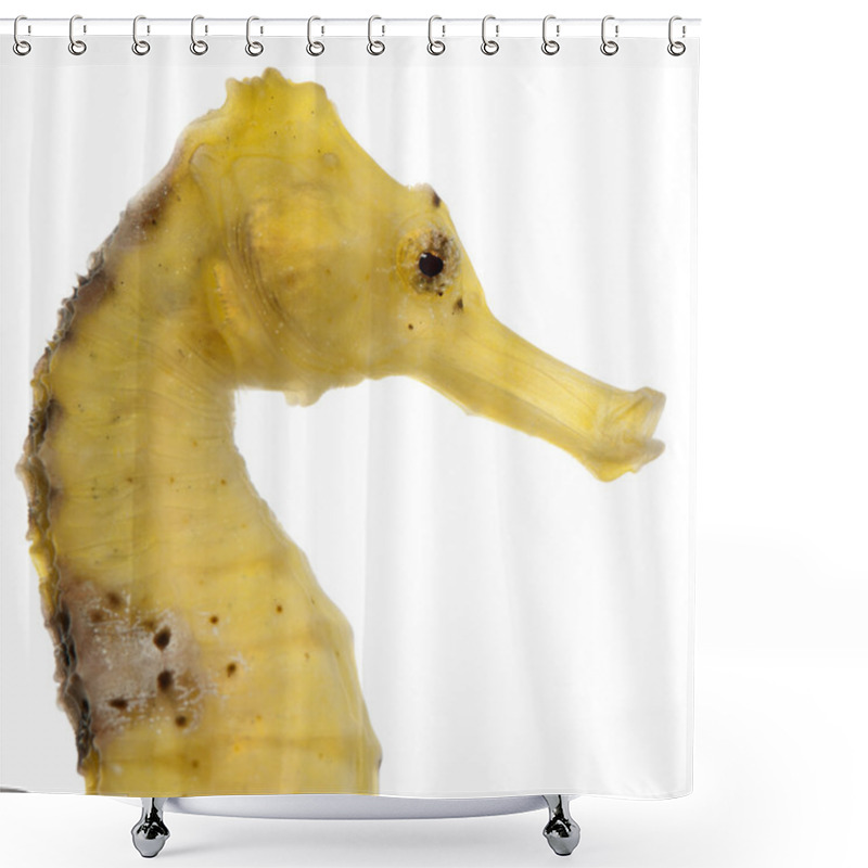 Personality  Longsnout Seahorse Or Slender Seahorse, Hippocampus Reidi Yellowish, In Front Of White Background Shower Curtains