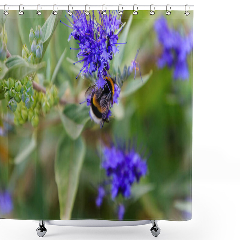 Personality  Bluebeard Caryopteris X Clandonensis 'Heavenly Blue' With Bumblebee Shower Curtains