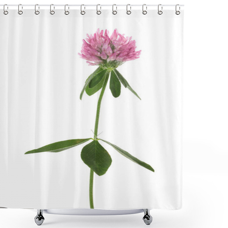 Personality  Beautiful Blooming Clover Plant Isolated On White Shower Curtains