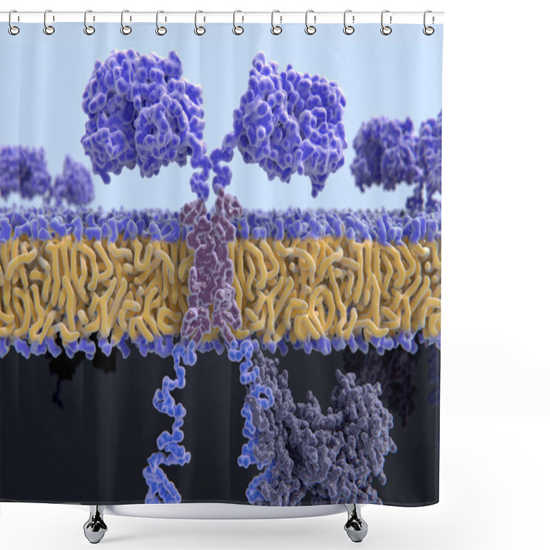 Personality  3d Computer Illustration Of A Chimeric Antigen Receptor. CARs Are Engineered Cell Receptors That Allow T Cells To Recognize And Attack Cancer Cells In A Specific Way. They Are Built By Connecting Several Functional Parts From Different Proteins. Shower Curtains