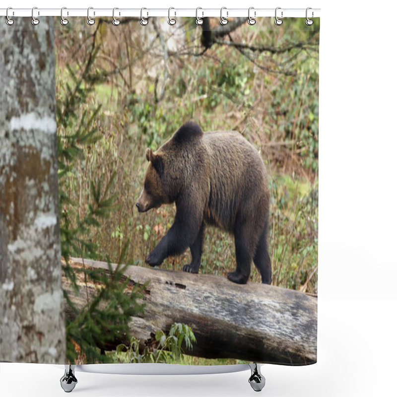 Personality  The Brown Bear (Ursus Arctos) Walks Over The Fallen Trunk In A Forest Glade. Shower Curtains