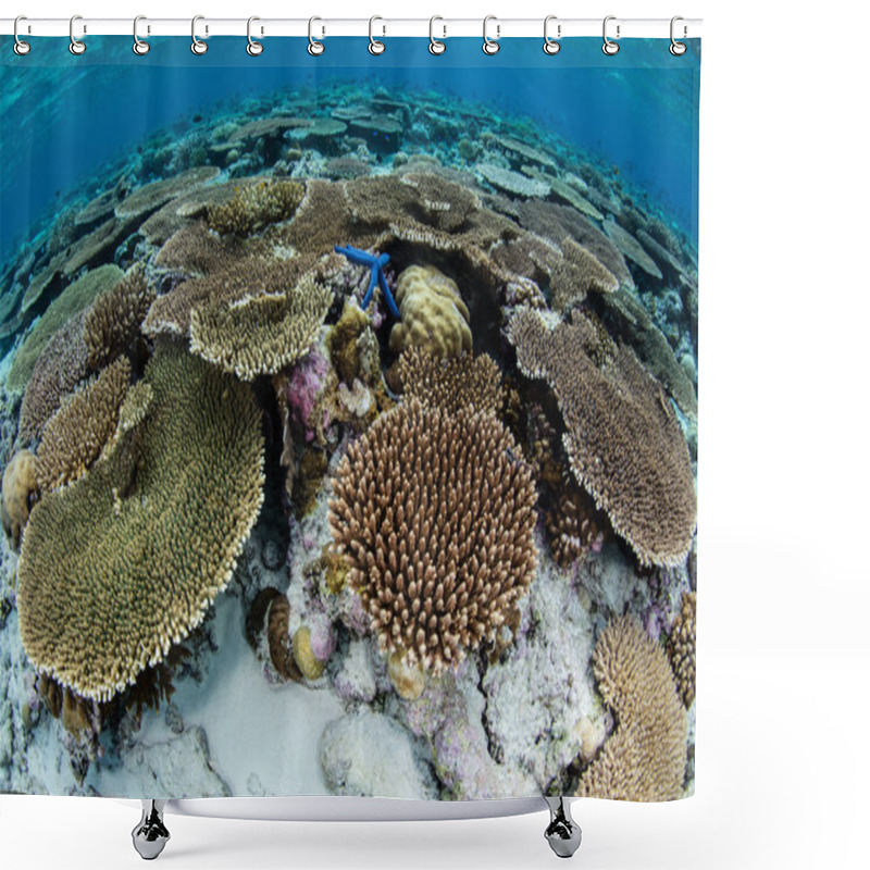 Personality  Vibrant Coral Reef In Wakatobi National Park Shower Curtains