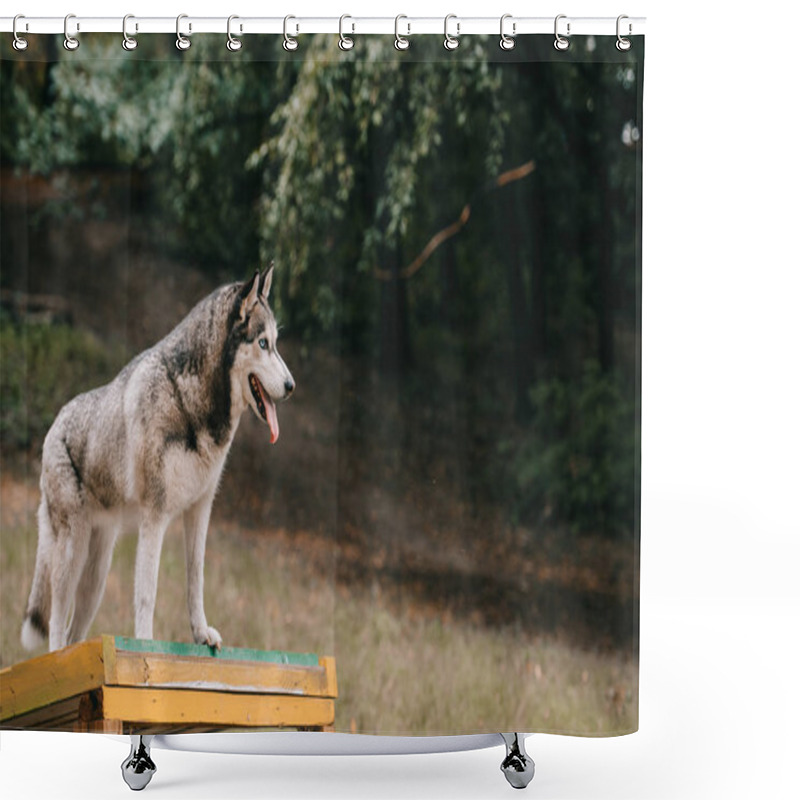 Personality  Siberian Husky Dog On Agility Ground In Park Shower Curtains