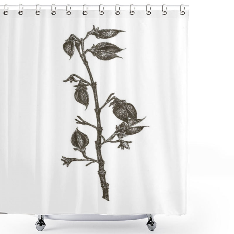 Personality  Hand Drawing Branch Of Paulownia On White Background Shower Curtains