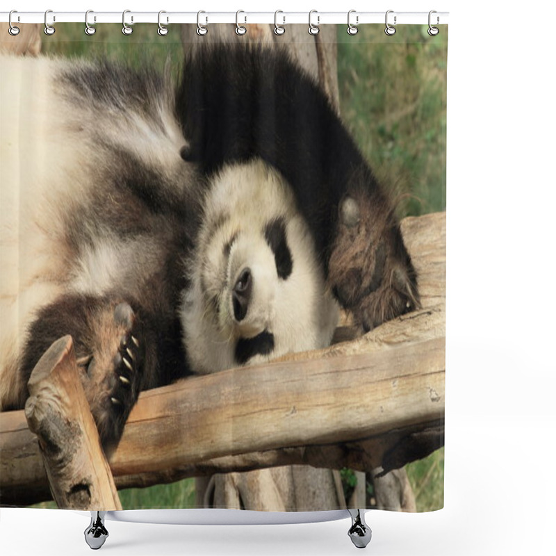 Personality  Resting Panda Shower Curtains