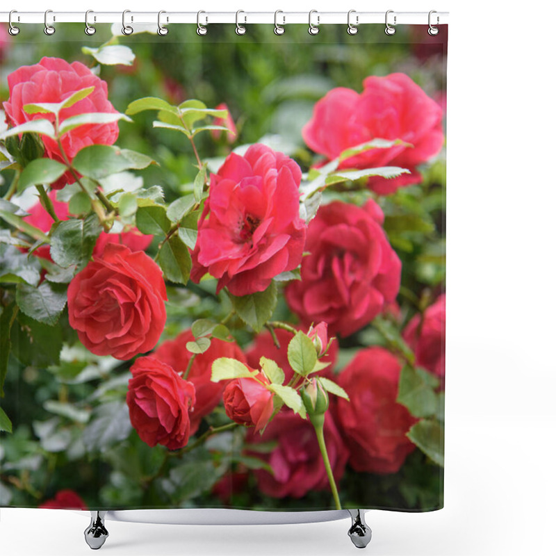 Personality  Closeup Of Rose Bush Flowers In Summer Garden During Blossoming Shower Curtains