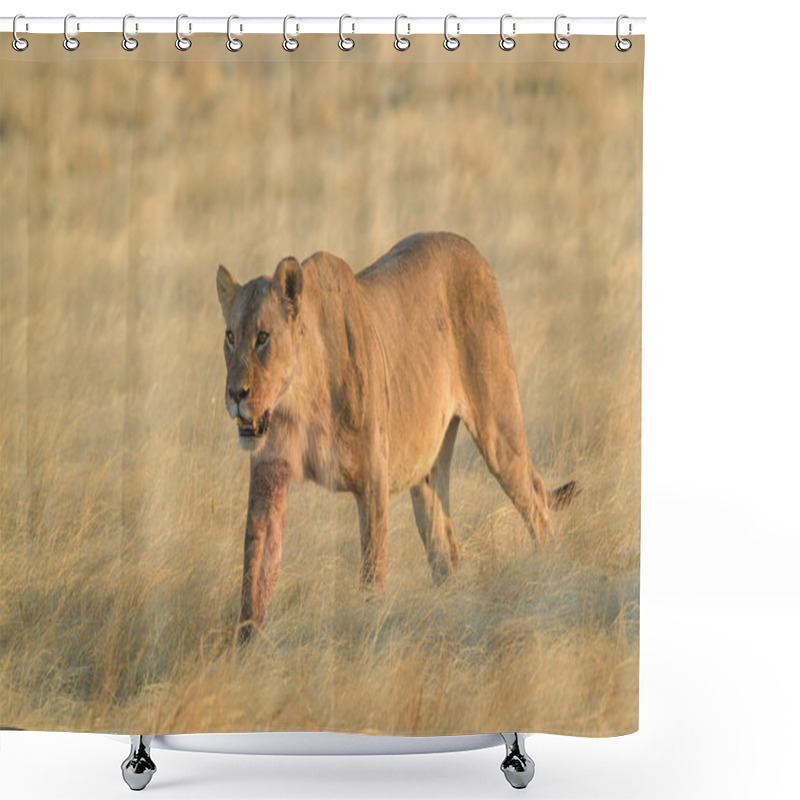 Personality  Lion - Panthera Leo, Iconic Animal From African Savannas, Etosha National Park, Namibia. Shower Curtains