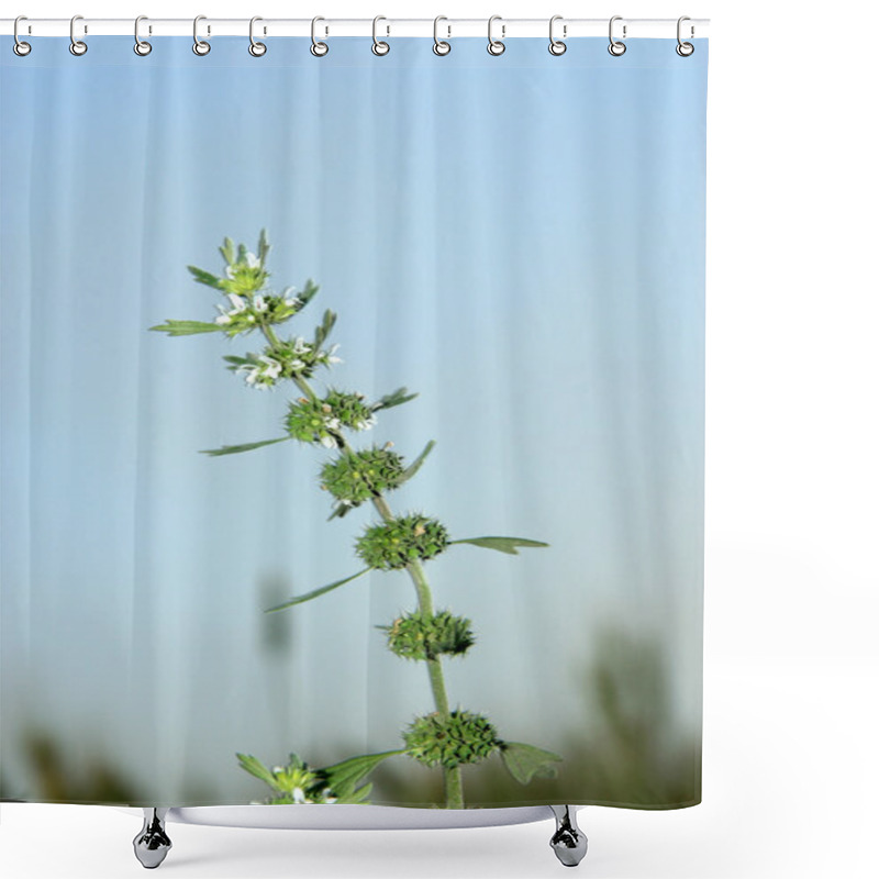 Personality  Labiatae Flowers Motherwort Shower Curtains