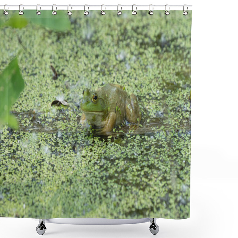 Personality  Bright Green Frog With A Spider Is Hiding In The Lily Pads Shower Curtains