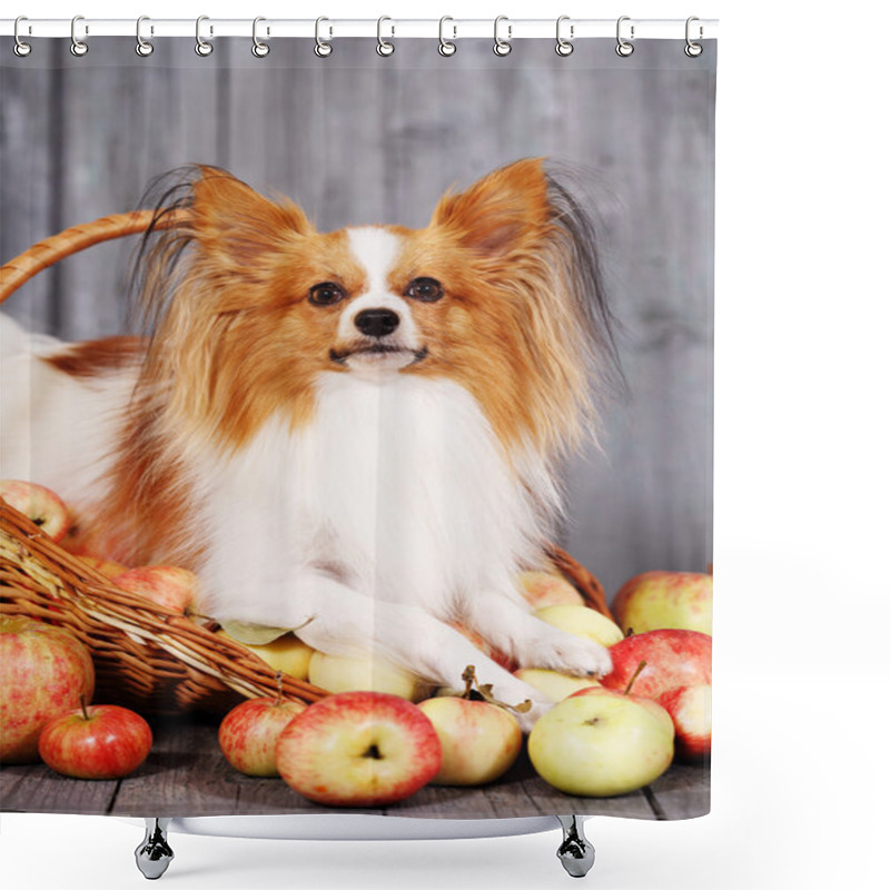 Personality  Dog In A Basket With Apples Shower Curtains