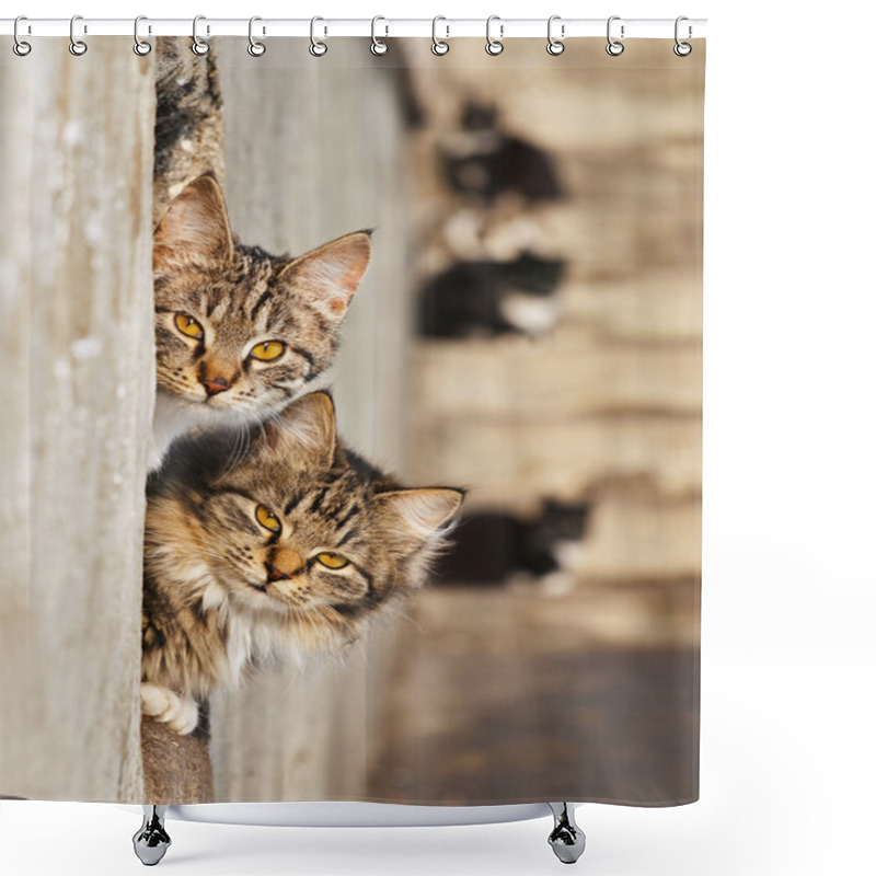 Personality  Lovely Cats Shower Curtains