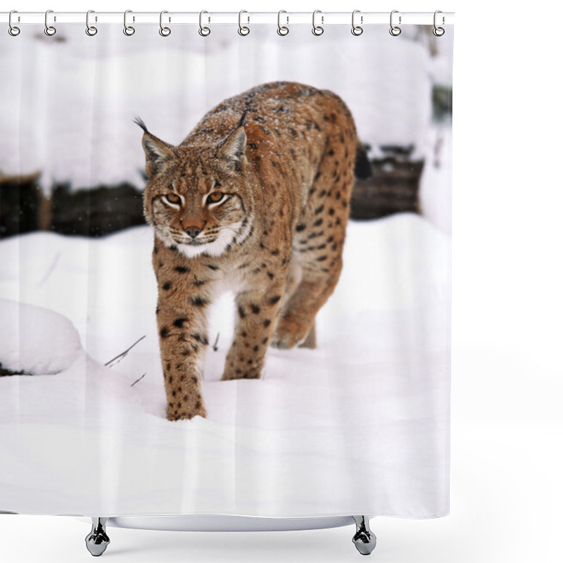 Personality  Lynx Shower Curtains