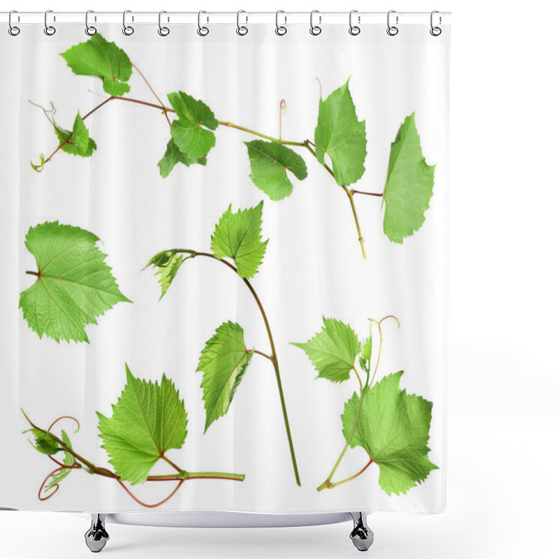 Personality  Set Of Grapevines With Green Leaves On White Background Shower Curtains