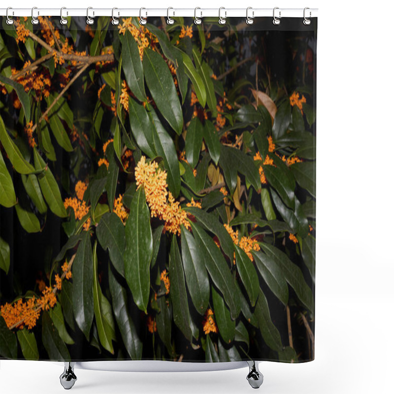 Personality  Osmanthus Fragrans In Bloom Shower Curtains