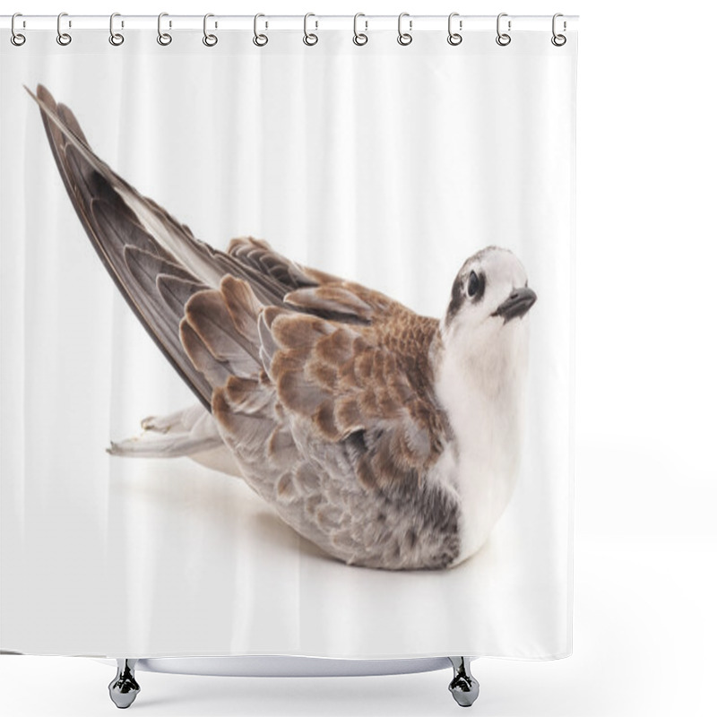 Personality  Little Gull Isolated. Shower Curtains