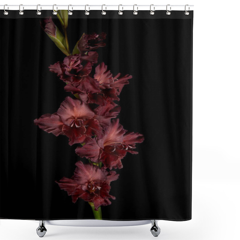 Personality  Close-up View Of Beautiful Blooming Maroon Gladiolus Isolated On Black Shower Curtains