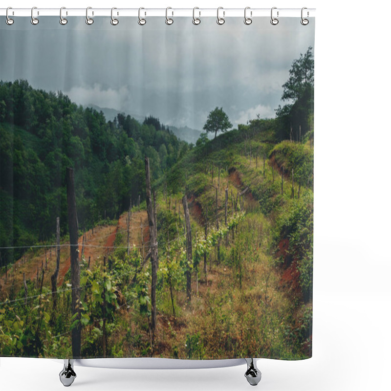 Personality  Beautiful Organic Vineyards In Georgia (Guria) On A Cloudy Weather Shower Curtains