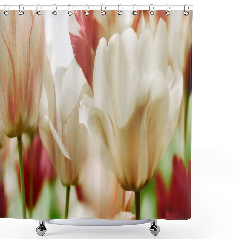 Personality  Spring Tulips In A Garden, High Key Shower Curtains