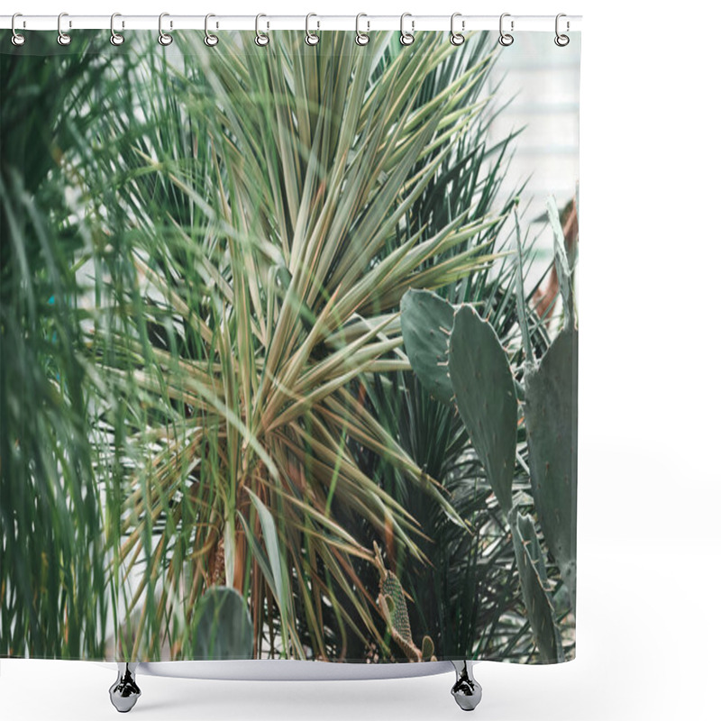 Personality  Green Palms And Cactus In Tropical Garden Shower Curtains