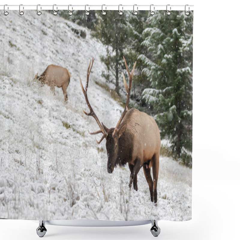 Personality  Mature Bull Elk Walking On Side Hill Shower Curtains